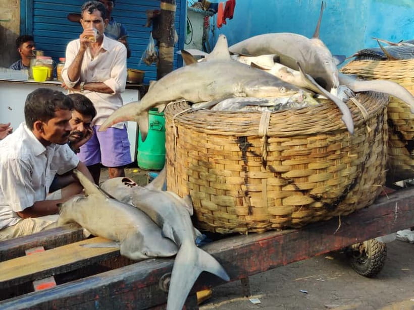Mumbai Coastal Cooking: From Fishing Net to Flavourful Plate - Three hours, private group, and real value
