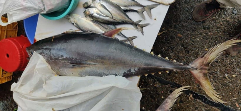 Mumbai Coastal Cooking: From Fishing Net to Flavourful Plate - Should you book Mumbai Coastal Cooking?