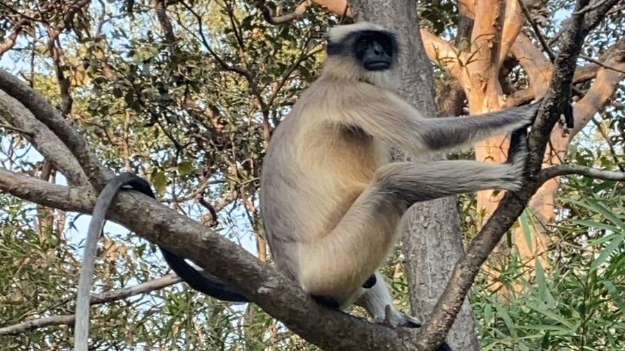Mumbai: Kanheri Caves and The Golden Pagoda Temple - Timing, fitness, and what to bring