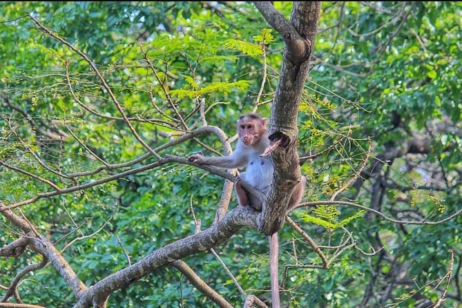 Sanjay Gandhi National Park and Kanheri Caves Day Private Tour - Is $90 a fair price?