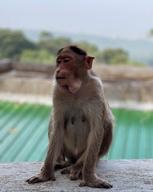 Sanjay Gandhi National Park + Kenheri Caves + Lion Safari - Key points at a glance