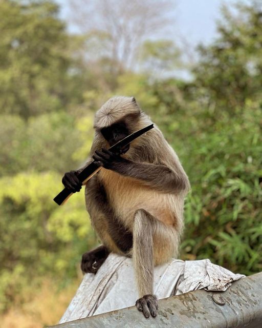 Sanjay Gandhi National Park + Kenheri Caves + Lion Safari - Why this Mumbai day trip works