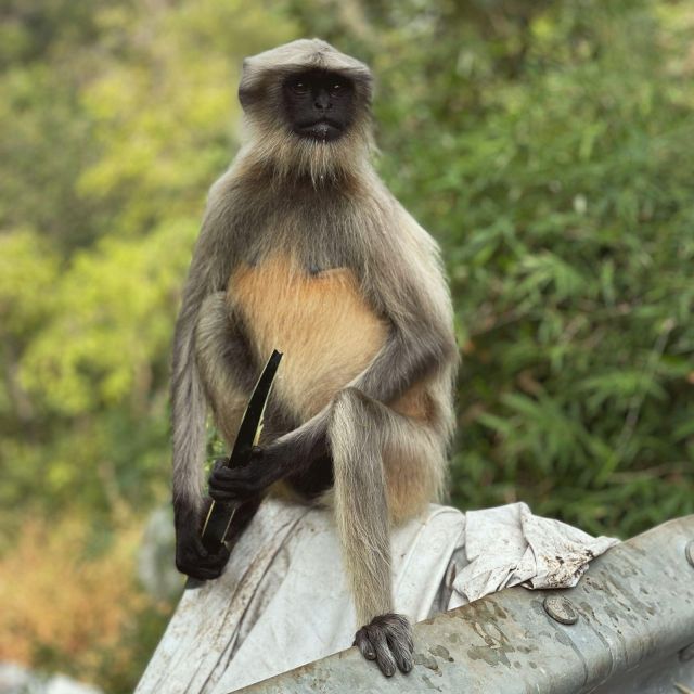 Sanjay Gandhi National Park + Kenheri Caves + Lion Safari - What the guides add to the experience