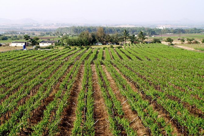 Sula Vineyards Day tour from either Mumbai OR Nashik - Arriving at Sula Vineyards around late morning